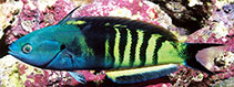 Image of Pseudocoris heteroptera (Torpedo wrasse)