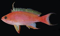 Image of Pseudanthias pulcherrimus (Resplendent goldie)