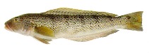 Image of Pseudopercis semifasciata (Argentinian sandperch)