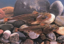 Image of Pseudexostoma yunnanense 