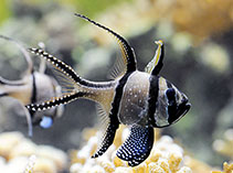 Image of Pterapogon kauderni (Banggai cardinal fish)