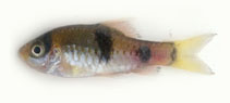 Image of Haludaria fasciata (Melon barb)