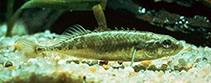 Image of Pungitius laevis (Smoothtail ninespine stickleback)