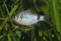 Image of Pethia narayani (Narayan barb)