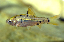 Image of Barbodes semifasciolatus (Chinese barb)