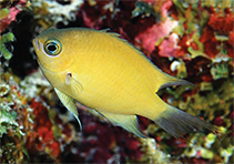 Image of Pycnochromis agilis (Agile chromis)