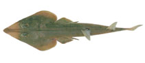 Image of Rhinobatos annandalei (Annandale\