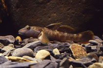 Image of Rhinogobius candidianus 