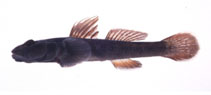 Image of Rhinogobius flumineus 