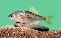 Image of Rhodeus sericeus (Bitterling)