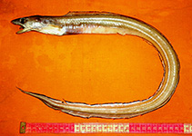 Image of Rhynchoconger squaliceps (Small-toothed conger)