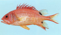 Image of Sargocentron marisrubri 