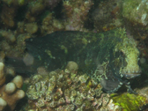 Image of Salarias obscurus 