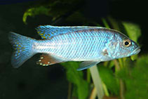 Image of Sciaenochromis ahli (Electric blue hap)