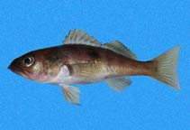 Image of Serranus aequidens (Deepwater serrano)