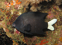 Image of Similiparma hermani (Cape damsel)