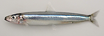 Image of Spratelloides gracilis (Silver-stripe round herring)