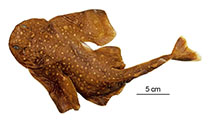 Image of Squatina africana (African angelshark)