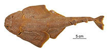 Image of Squatina africana (African angelshark)