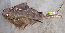 Image of Squatina africana (African angelshark)