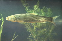 Image of Squaliobarbus curriculus (Barbel chub)