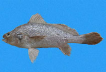 Image of Stellifer ericymba (Hollow stardrum)