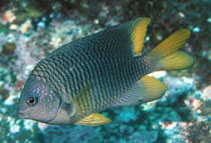 Image of Stegastes flavilatus (Beaubrummel)