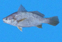 Image of Stellifer illecebrosus (Silver stardrum)