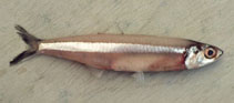 Image of Stolephorus indicus (Indian anchovy)