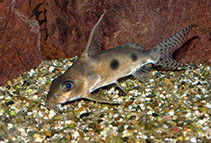 Image of Synodontis congicus 