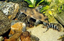 Image of Synodontis decorus (Clown squeaker)