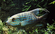 Image of Symphorus nematophorus (Chinamanfish)