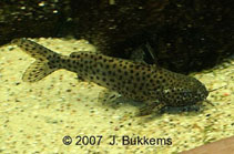 Image of Synodontis njassae (Malawi squeaker)