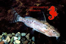 Image of Synodontis robbianus 