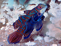 Image of Synchiropus splendidus (Mandarinfish)