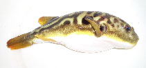 Image of Takifugu bimaculatus 