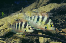 Image of Thorichthys helleri (Yellow cichlid)