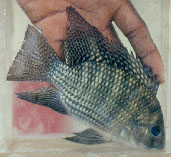 Image of Coptodon coffea 