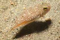 Image of Torquigener brevipinnis 