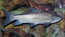 Image of Tor douronensis (Semah mahseer)