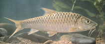 Image of Tor sinensis (Red mahseer)