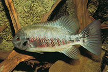 Image of Tomocichla tuba 