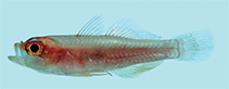 Image of Trimma anaima (Pallid pygmygoby)