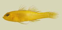 Image of Trimma anthrenum (Honey-bee pygmygoby)