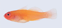 Image of Trimma benjamini (Ring-eye pygmygoby)