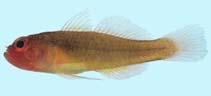 Image of Trimma benjamini (Ring-eye pygmygoby)