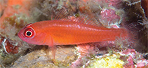 Image of Trimma benjamini (Ring-eye pygmygoby)