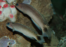 Image of Trachinops caudimaculatus (Southern hulafish)