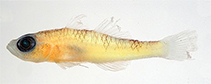 Image of Trimma fasciatum (Yellow-banded pygmygoby)