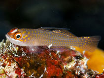 Image of Trimma filamentosum (Long-spine pygmygoby)